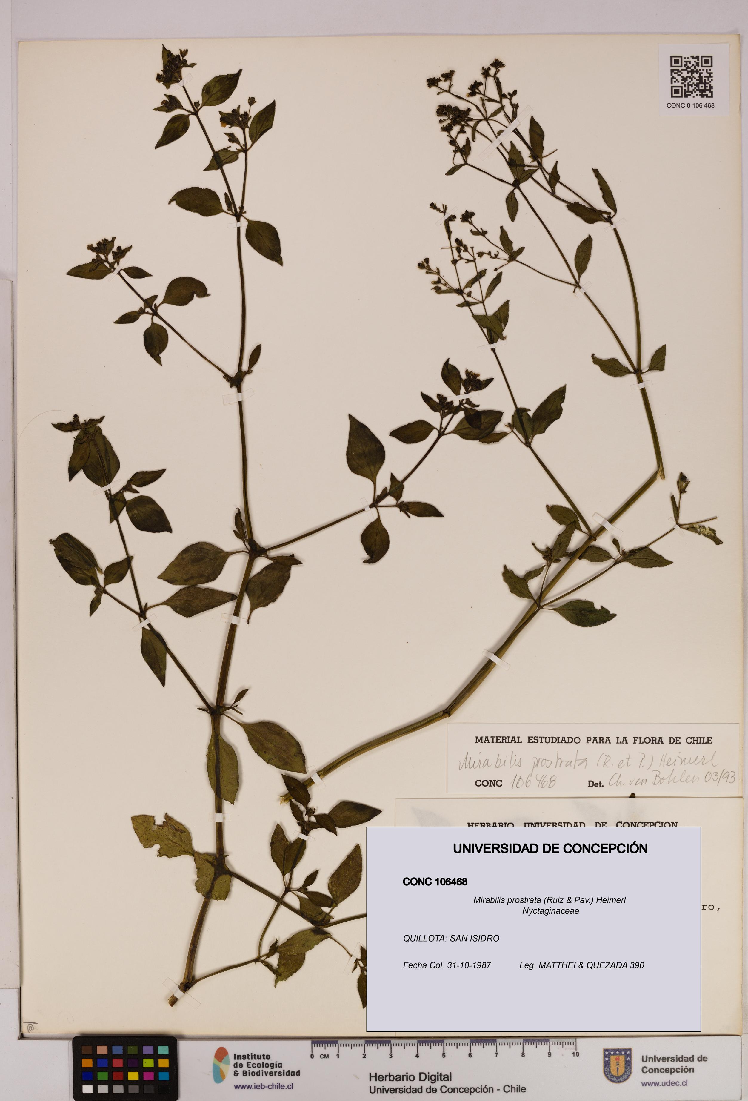 Mirabilis prostrata [Espécimen: UDEC:CONC:0106468]