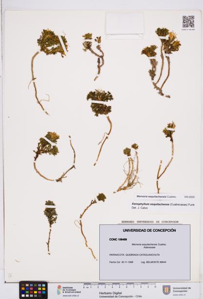 Werneria esquilachensis [Espécimen: ]
