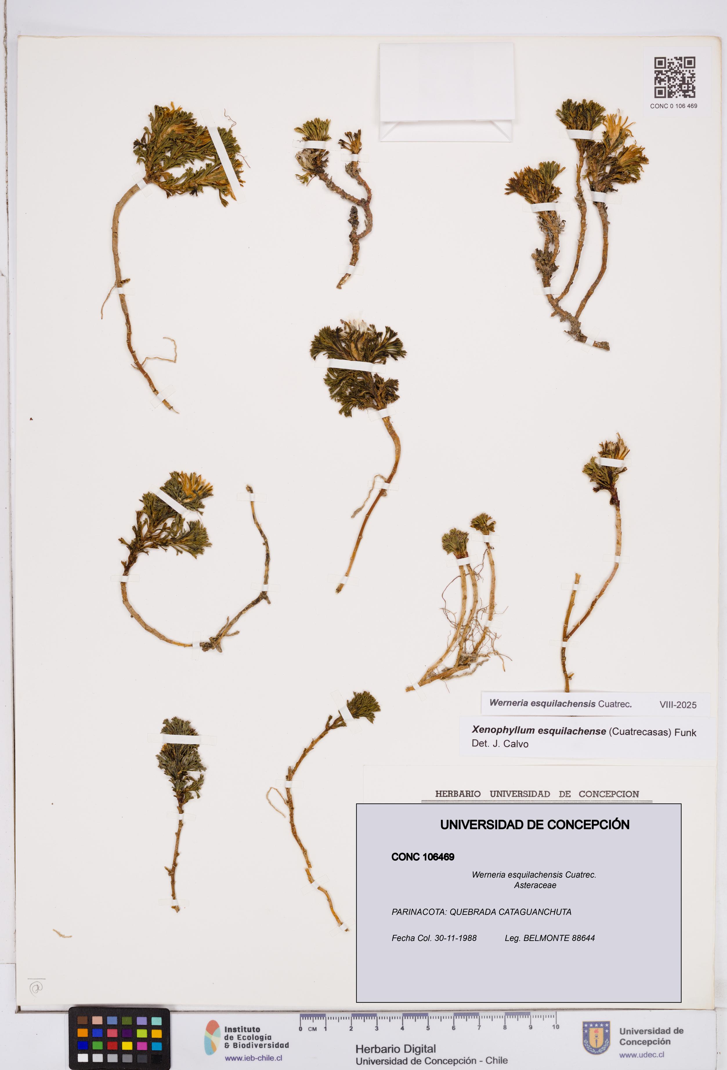Werneria esquilachensis [Espécimen: ]