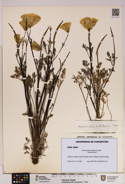 Eschscholzia californica [Espécimen: UDEC:CONC:0106481]