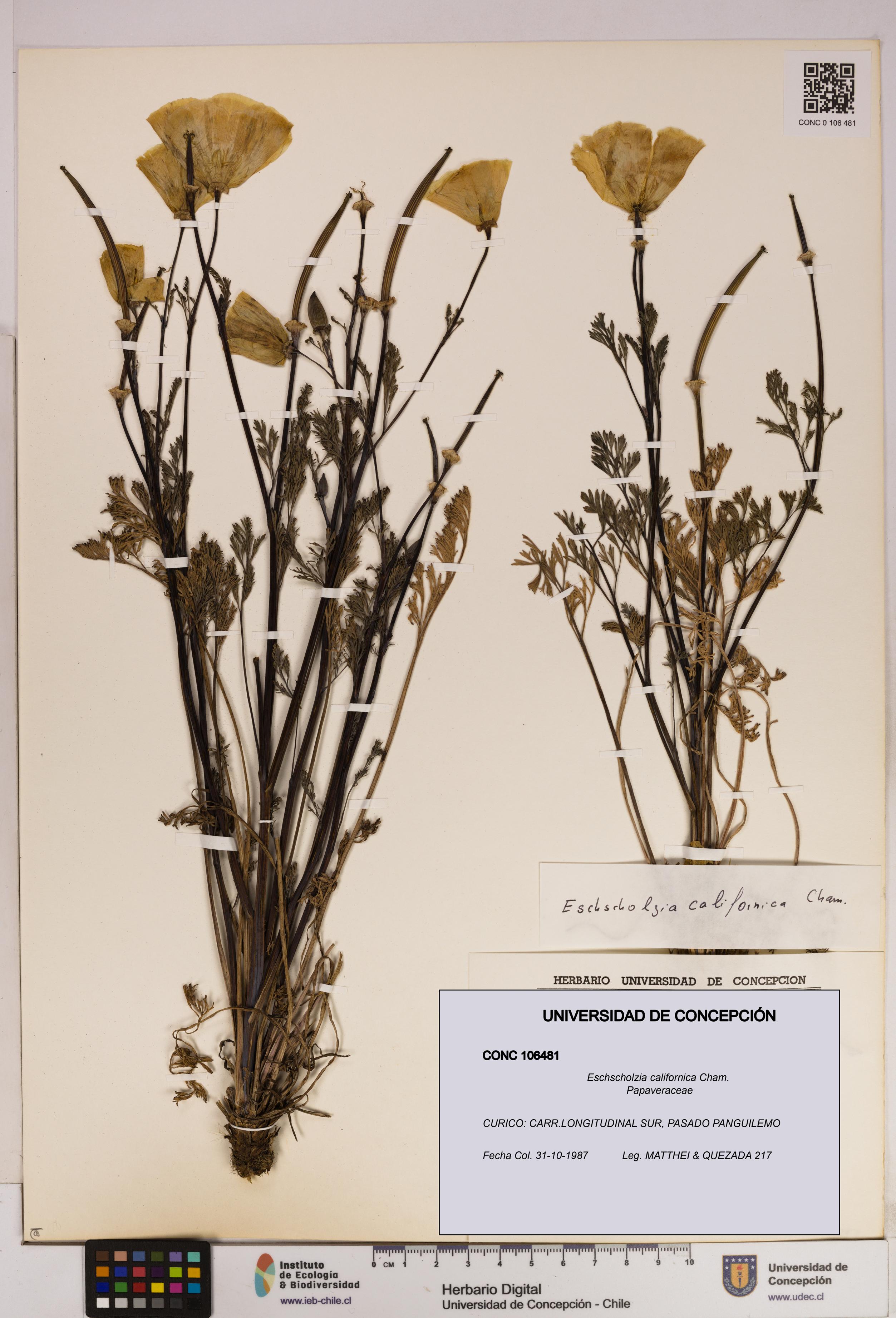 Eschscholzia californica [Espécimen: UDEC:CONC:0106481]