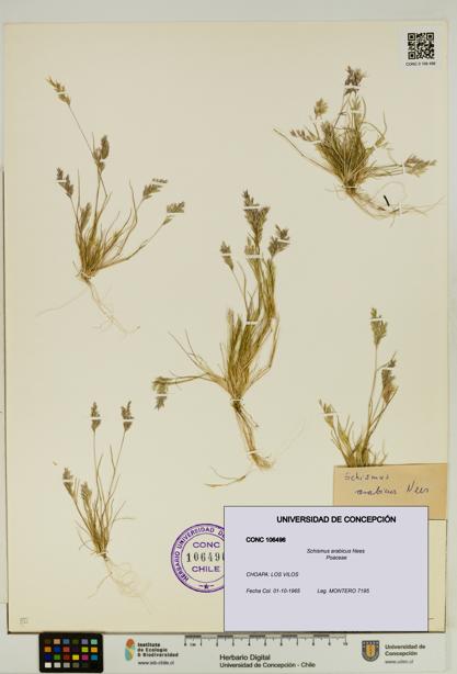 Schismus arabicus [Espécimen: UDEC:CONC:0106496]