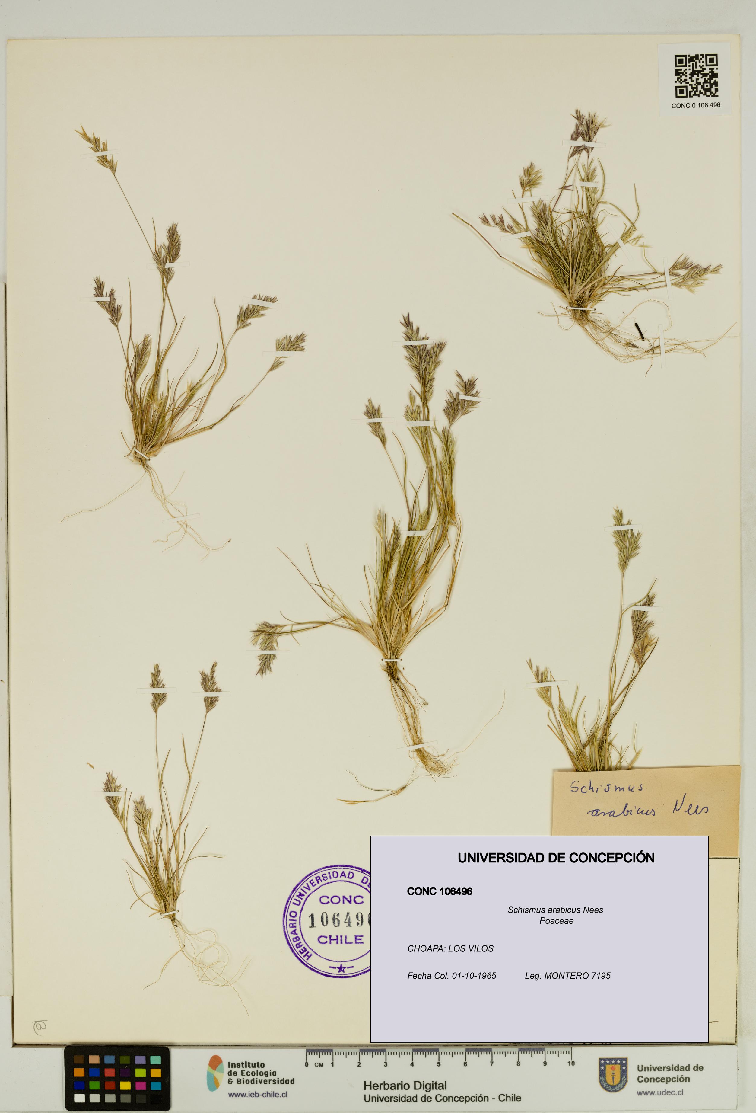 Schismus arabicus [Espécimen: UDEC:CONC:0106496]