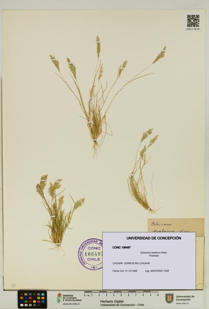 Schismus arabicus [Espécimen: UDEC:CONC:0106497]