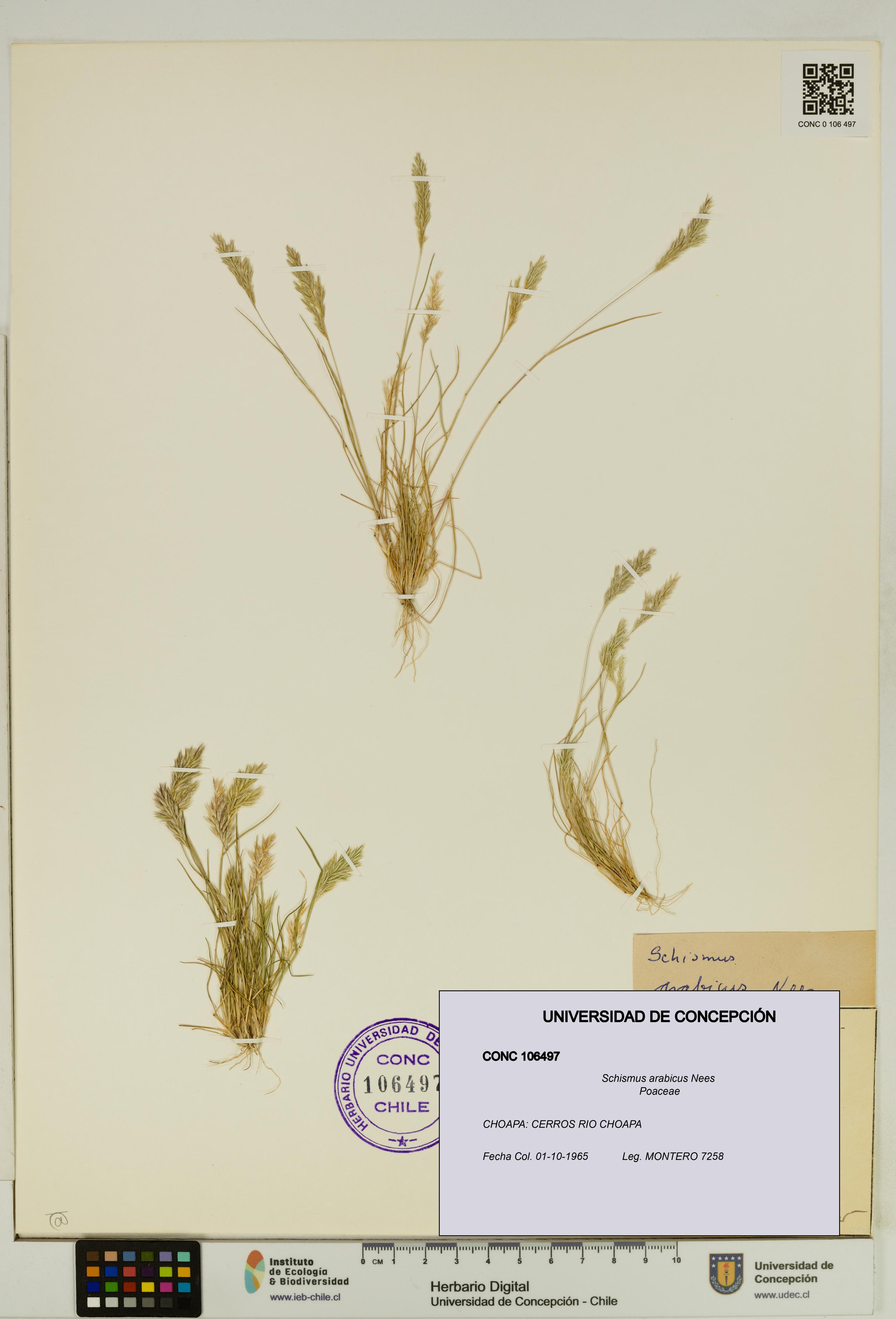 Schismus arabicus [Espécimen: UDEC:CONC:0106497]