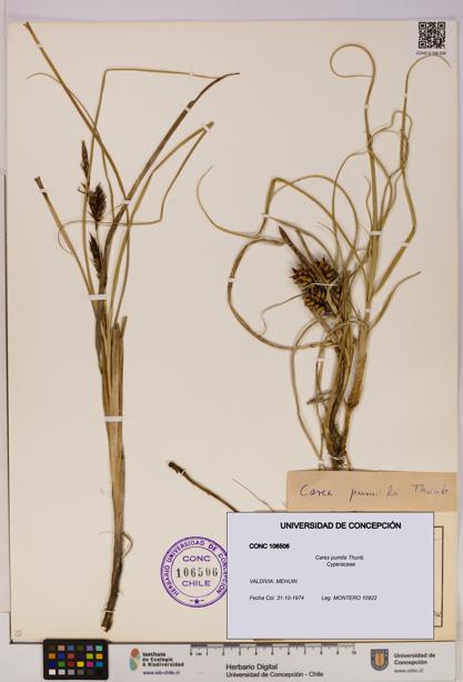 Carex pumila [Espécimen: UDEC:CONC:0106506]