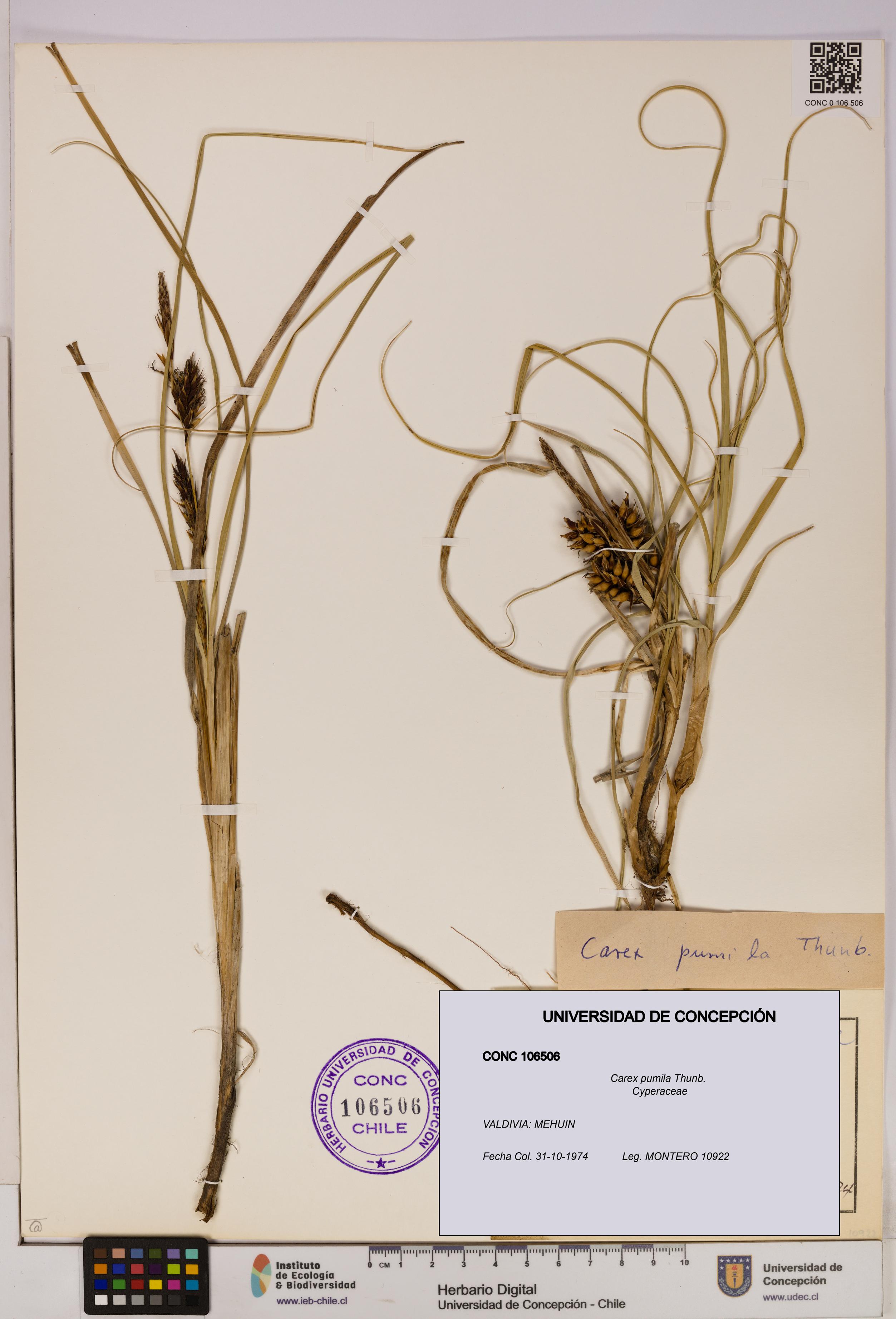 Carex pumila [Espécimen: UDEC:CONC:0106506]