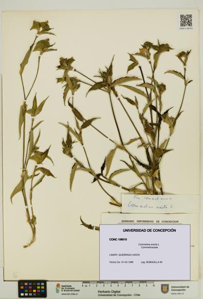 Commelina erecta [Espécimen: UDEC:CONC:0106510]
