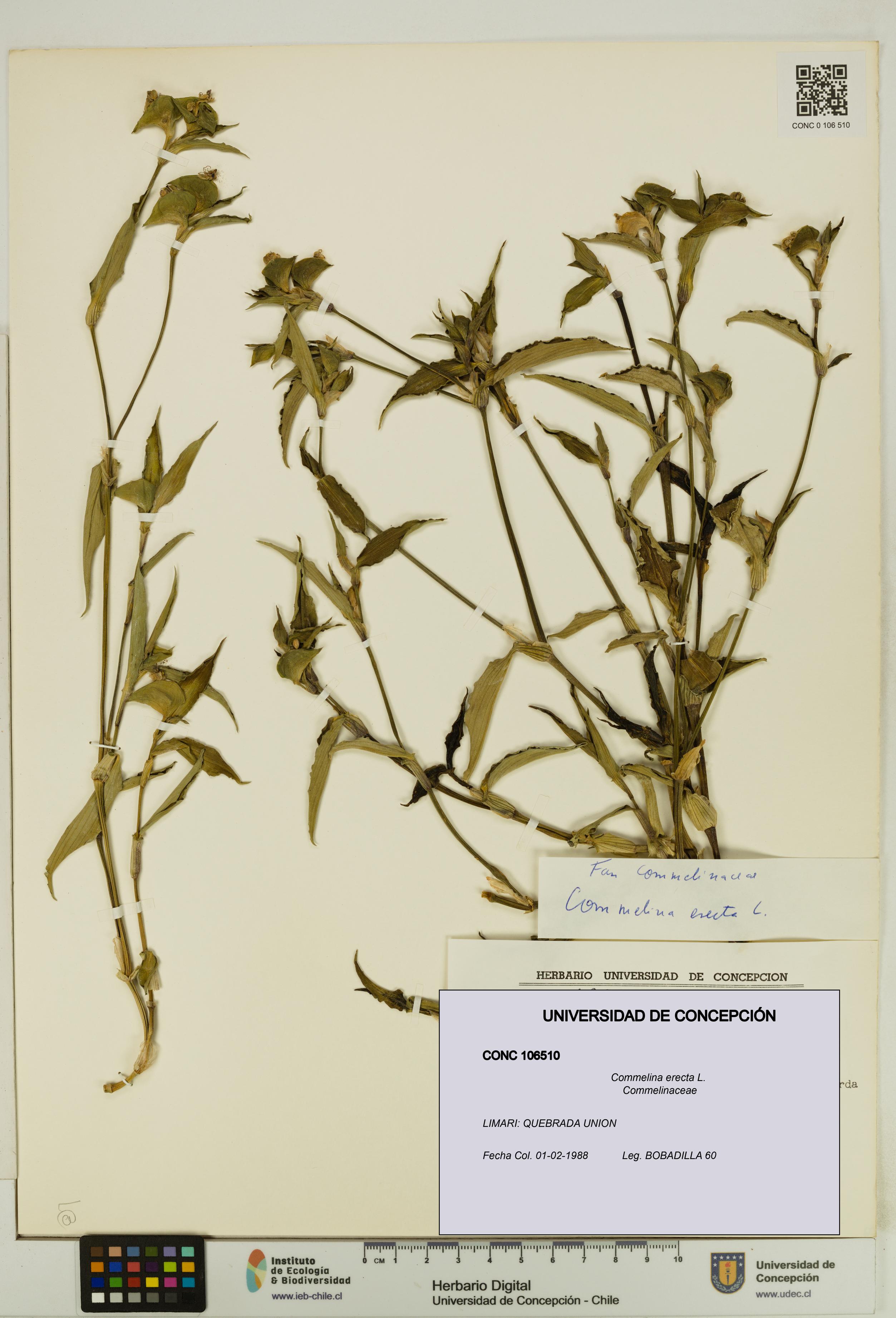 Commelina erecta [Espécimen: UDEC:CONC:0106510]