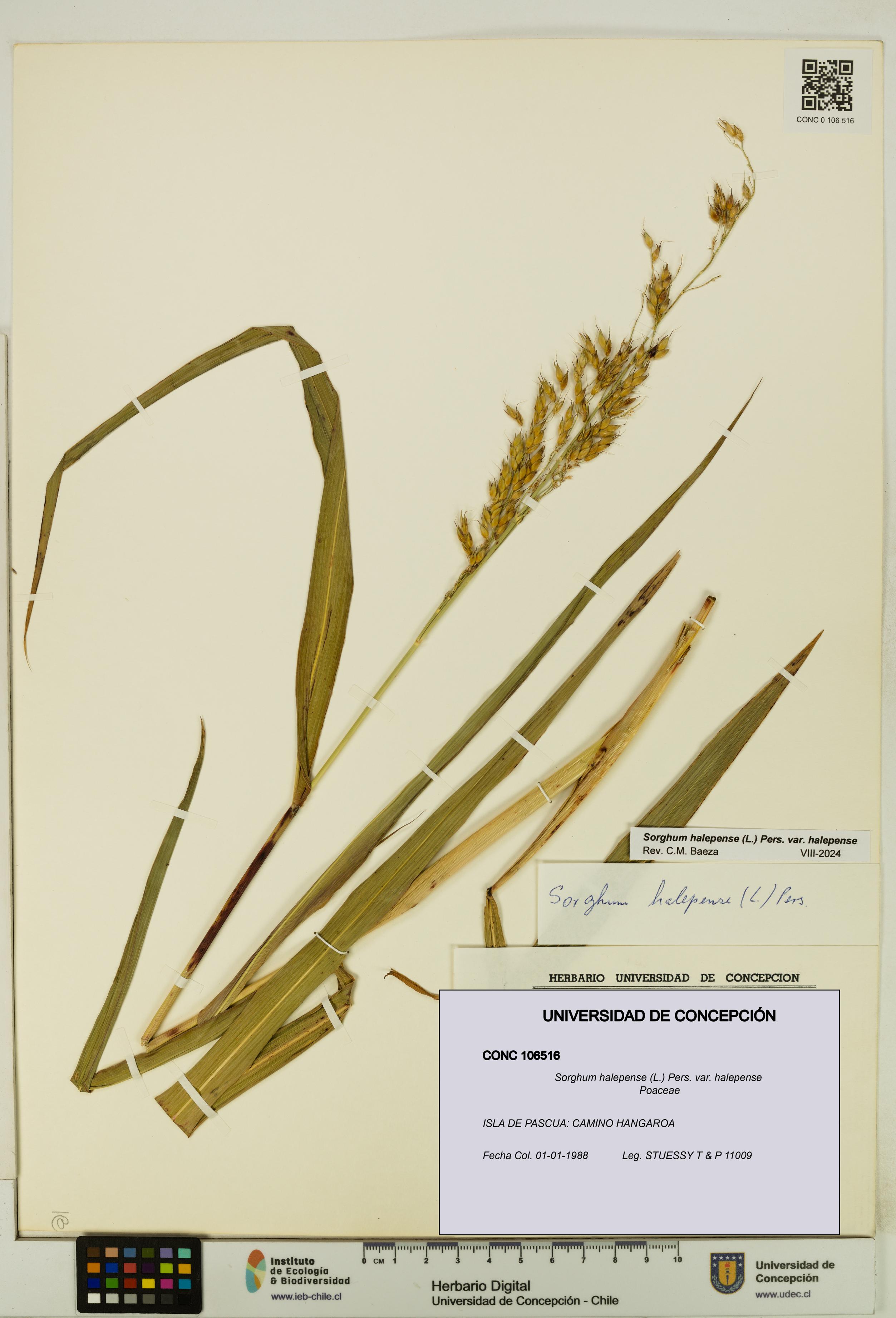 Sorghum halepense var. halepense [Espécimen: UDEC:CONC:0106516]