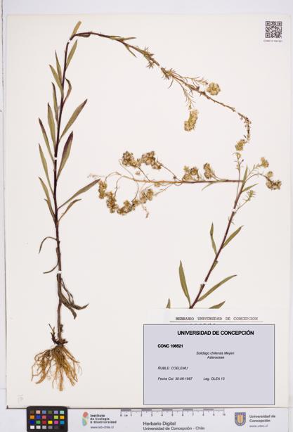 Solidago chilensis [Espécimen: ]