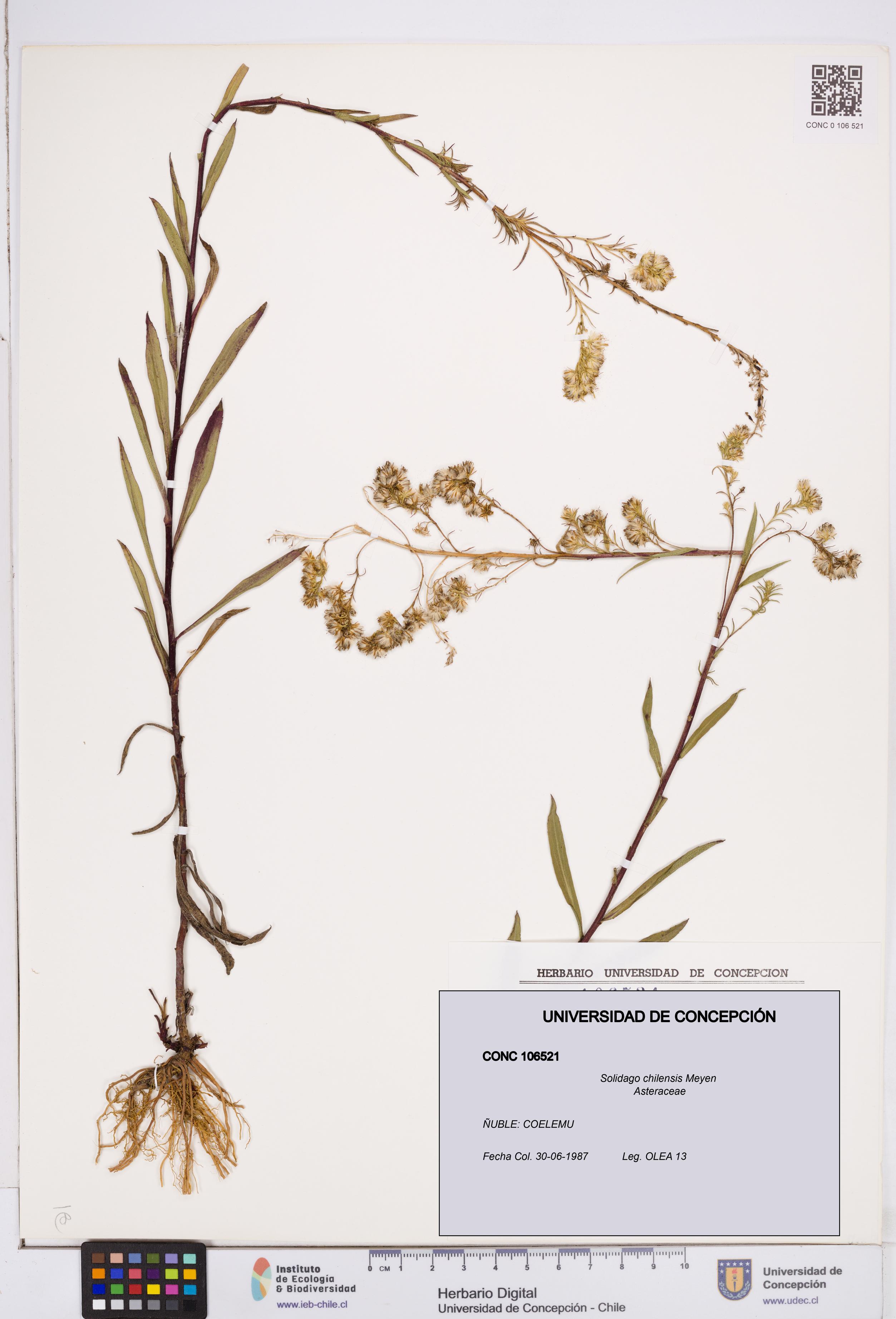 Solidago chilensis [Espécimen: ]