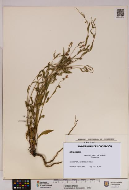 Oenothera rosea [Espécimen: UDEC:CONC:0106525]