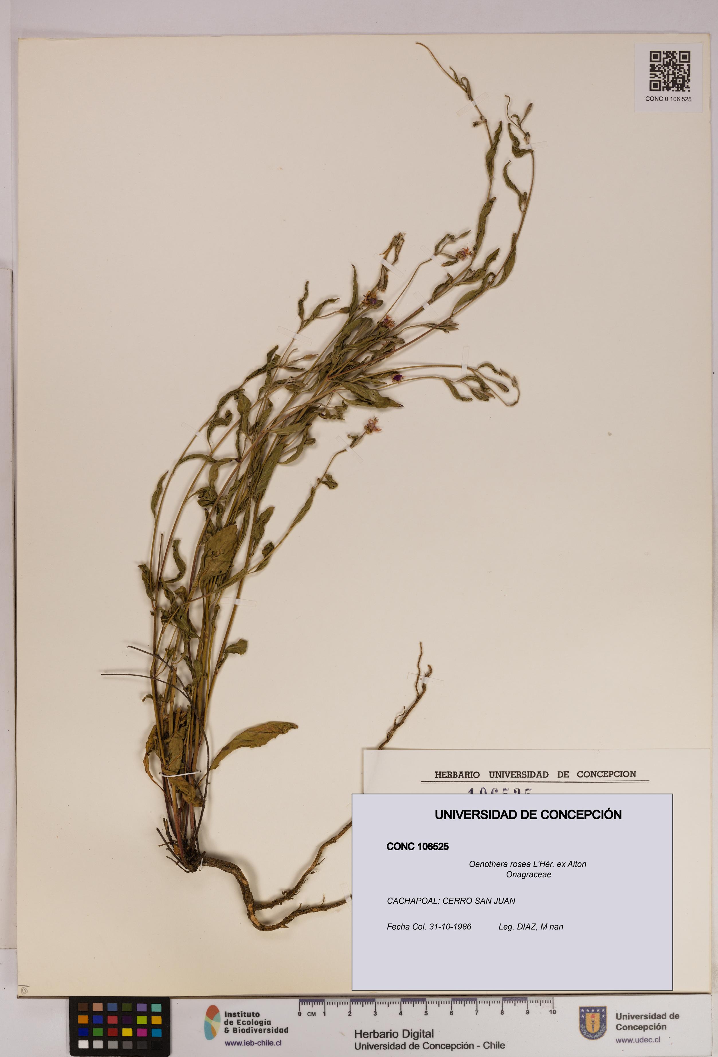 Oenothera rosea [Espécimen: UDEC:CONC:0106525]