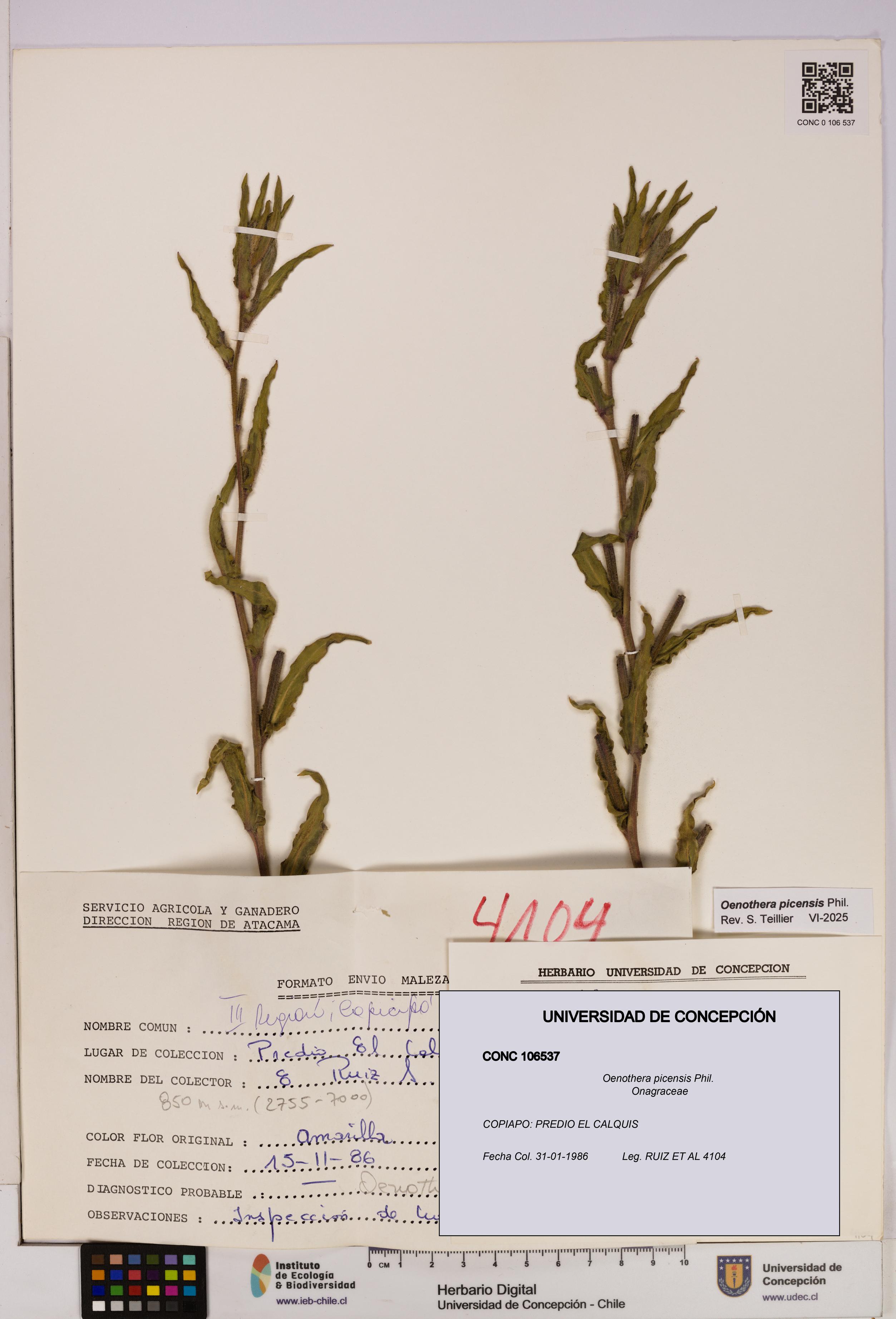 Oenothera picensis [Espécimen: UDEC:CONC:0106537]