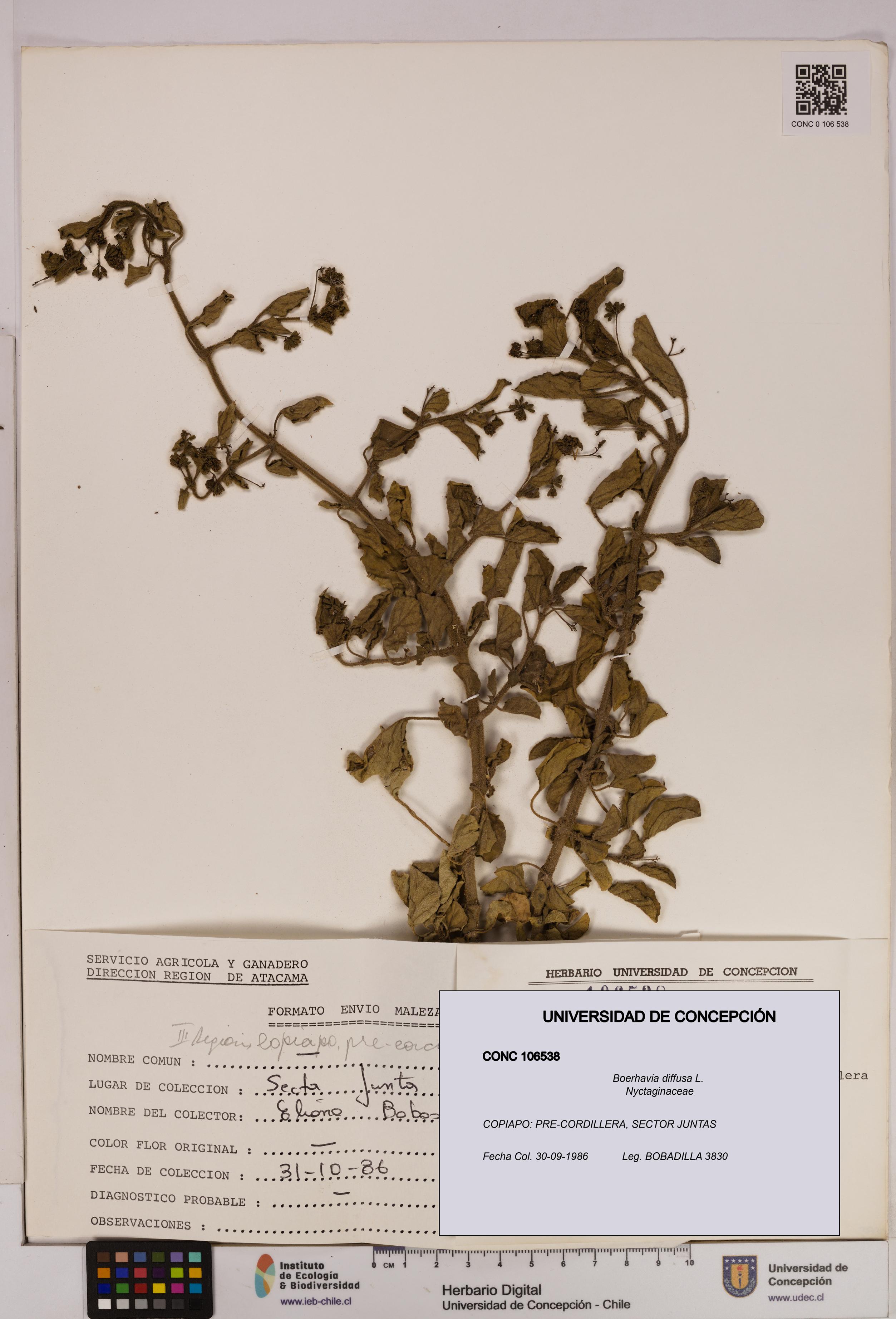 Boerhavia diffusa [Espécimen: UDEC:CONC:0106538]
