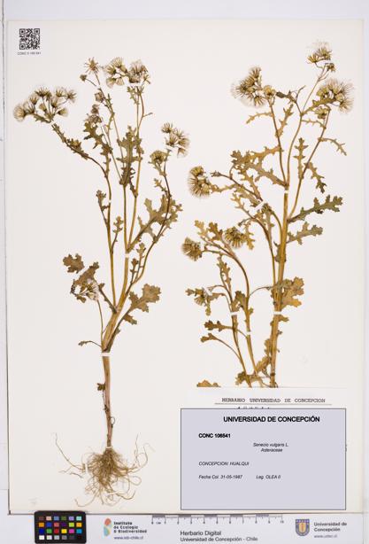 Senecio vulgaris [Espécimen: ]