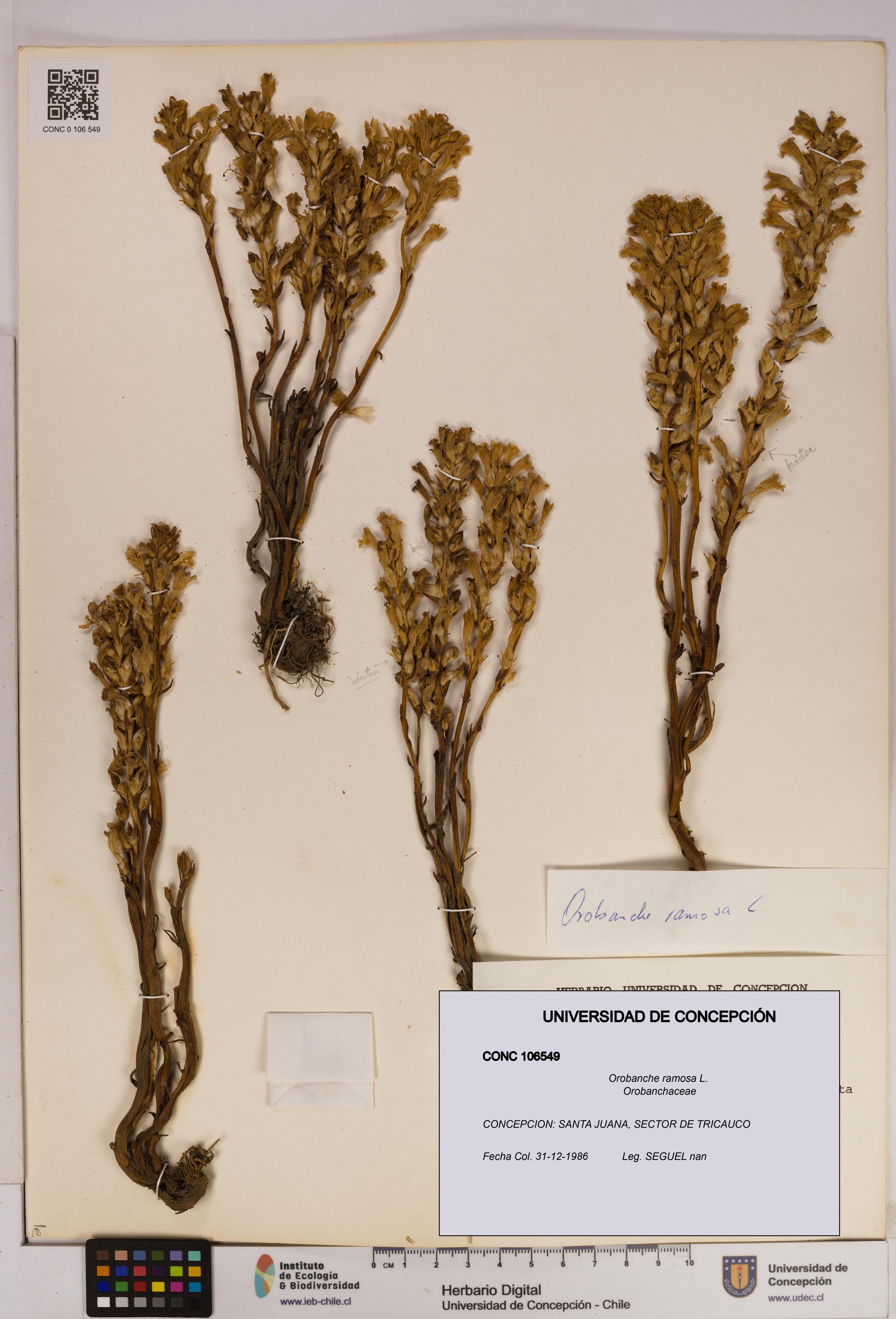 Orobanche ramosa [Espécimen: UDEC:CONC:0106549]