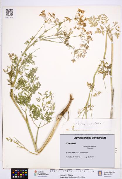 Conium maculatum [Espécimen: ]