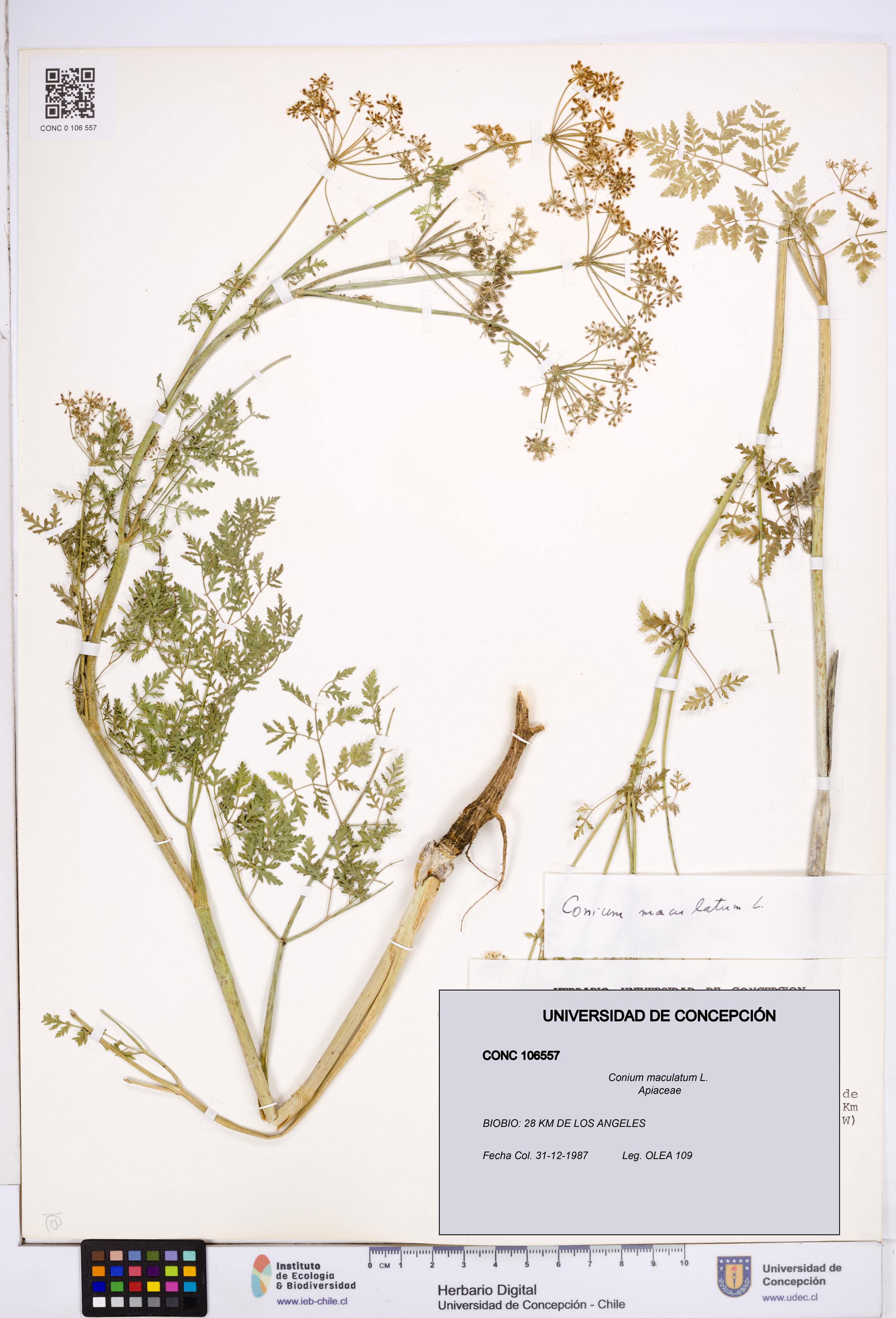 Conium maculatum [Espécimen: ]