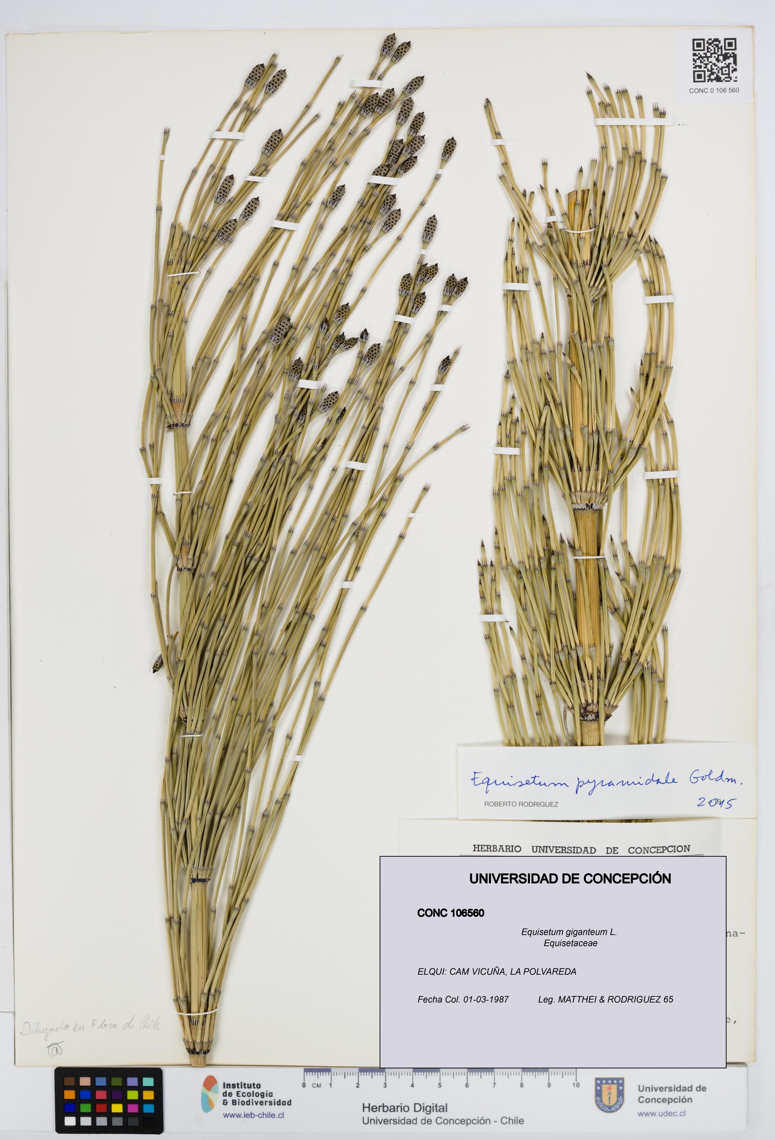 Equisetum giganteum [Espécimen: UDEC:CONC:0106560]