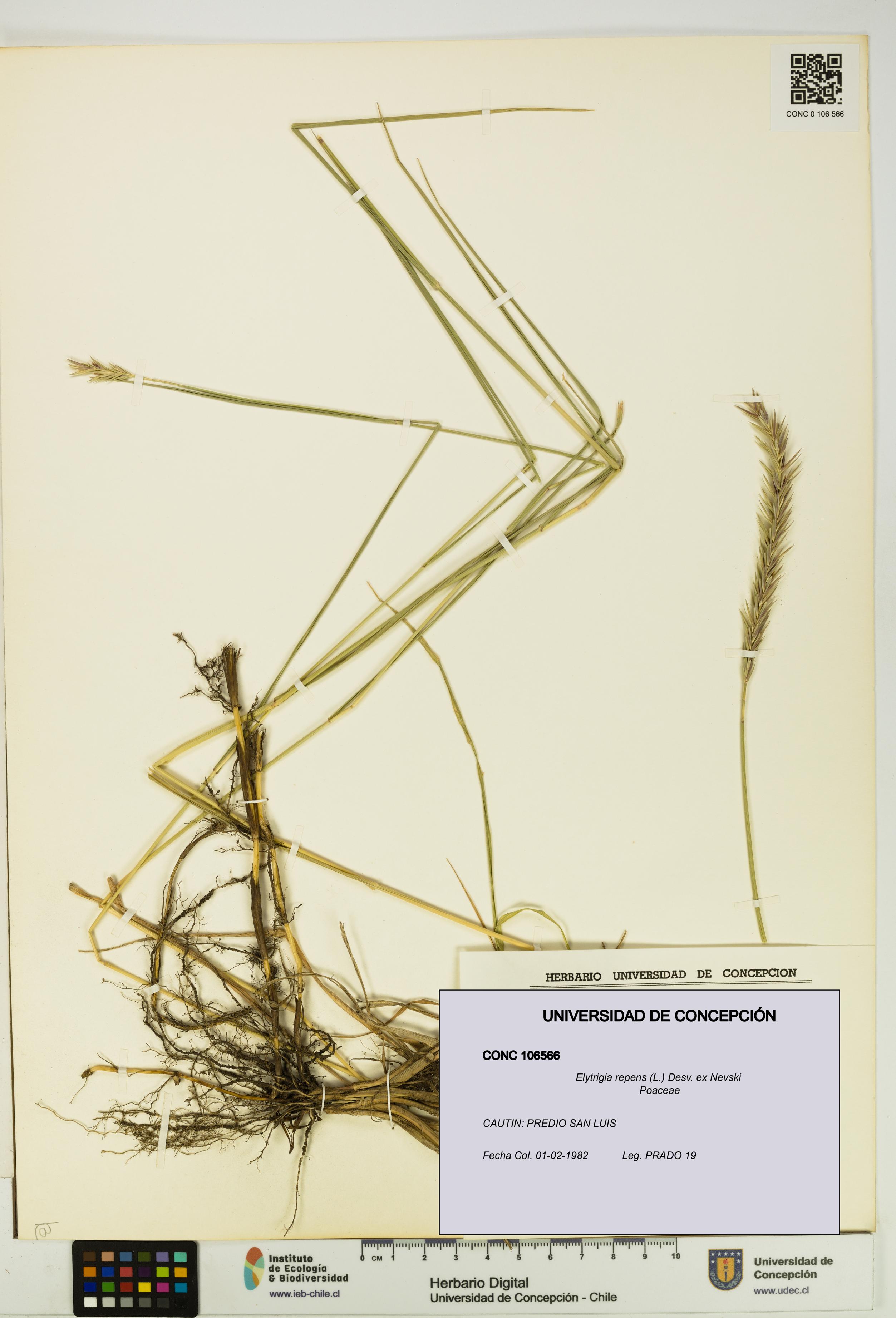 Elytrigia repens [Espécimen: UDEC:CONC:0106566]