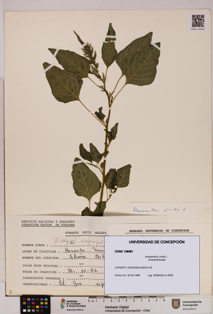 Amaranthus viridis [Espécimen: UDEC:CONC:0106581]