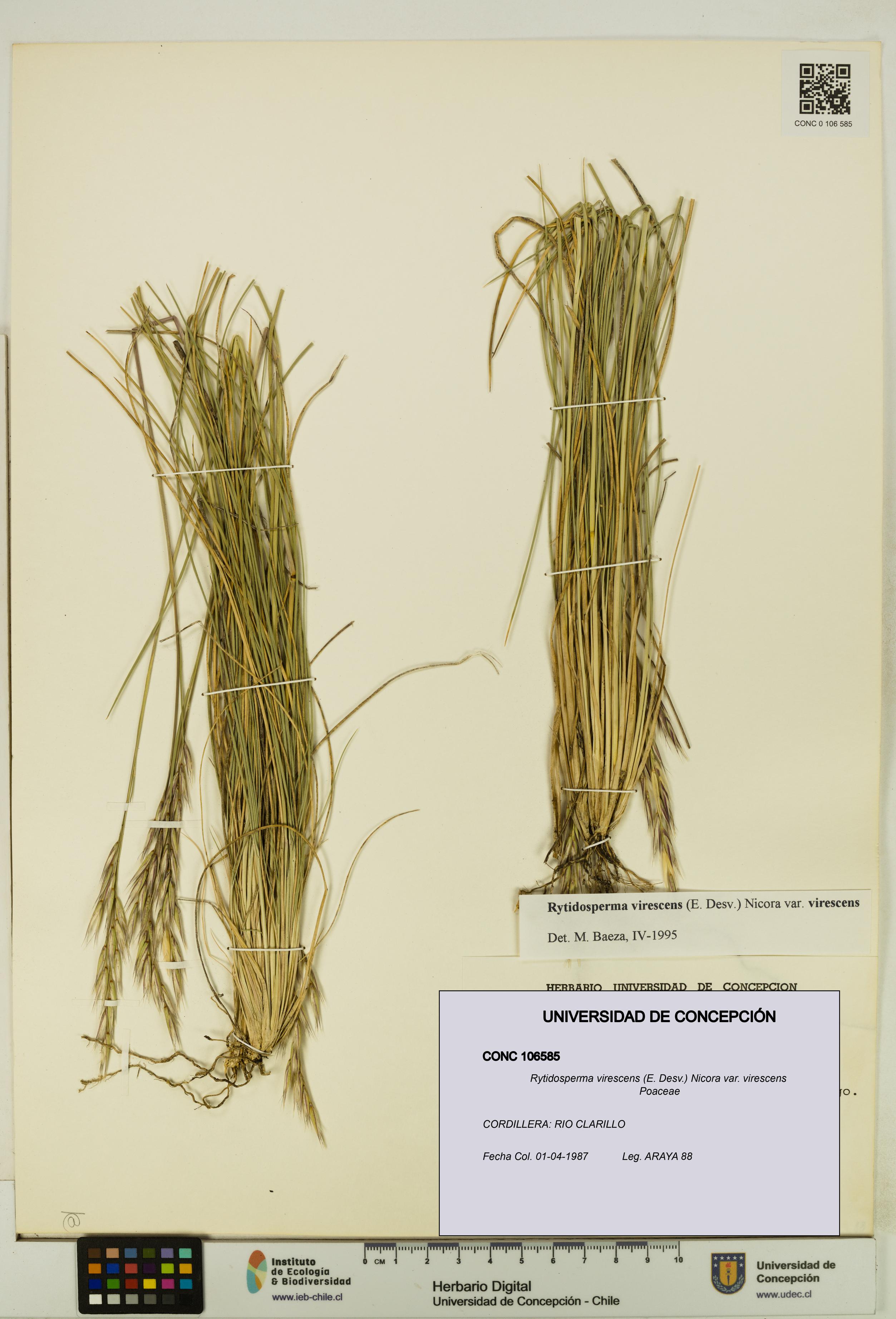 Rytidosperma virescens var. virescens [Espécimen: UDEC:CONC:0106585]