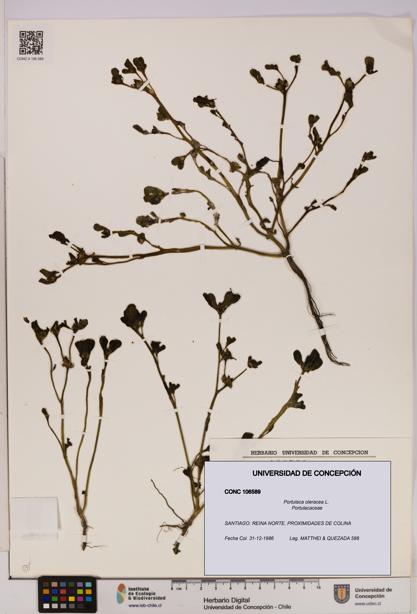 Portulaca oleracea [Espécimen: UDEC:CONC:0106589]