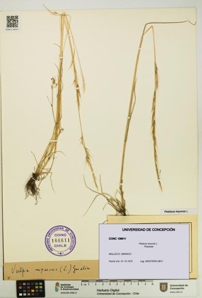 Festuca myuros [Espécimen: UDEC:CONC:0106611]