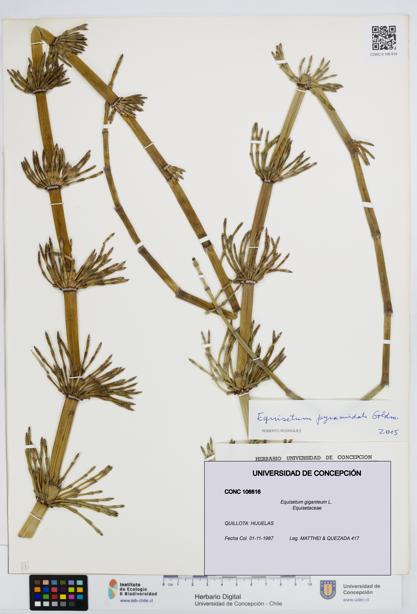 Equisetum giganteum [Espécimen: UDEC:CONC:0106616]