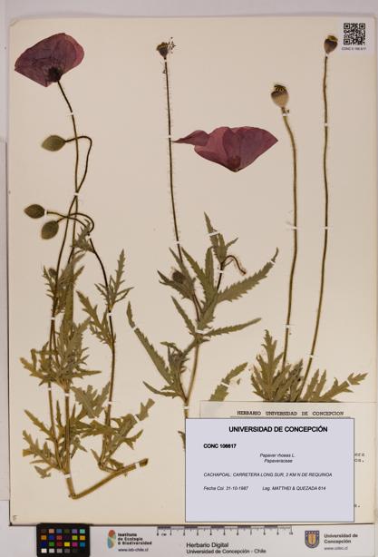 Papaver rhoeas [Espécimen: UDEC:CONC:0106617]