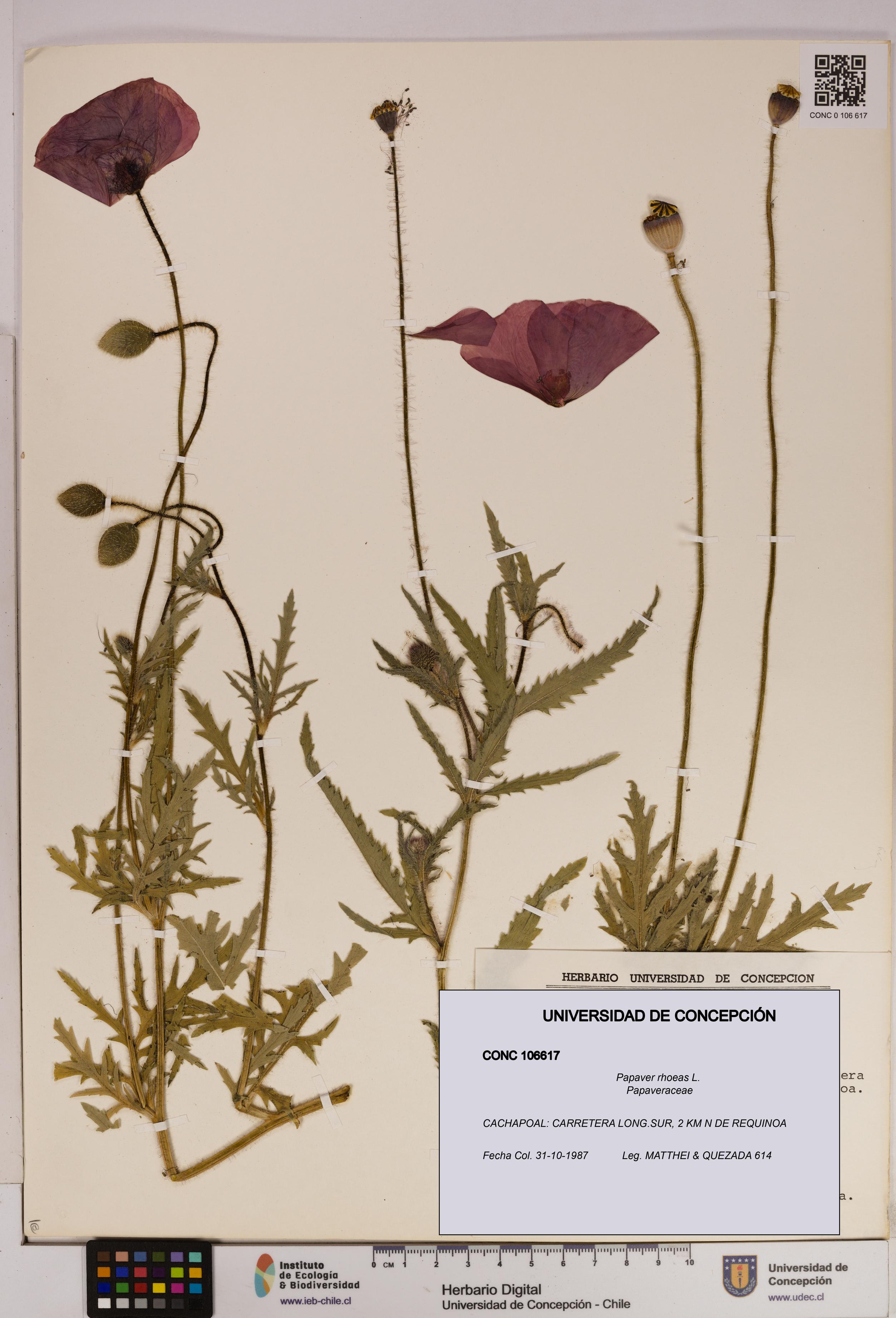 Papaver rhoeas [Espécimen: UDEC:CONC:0106617]