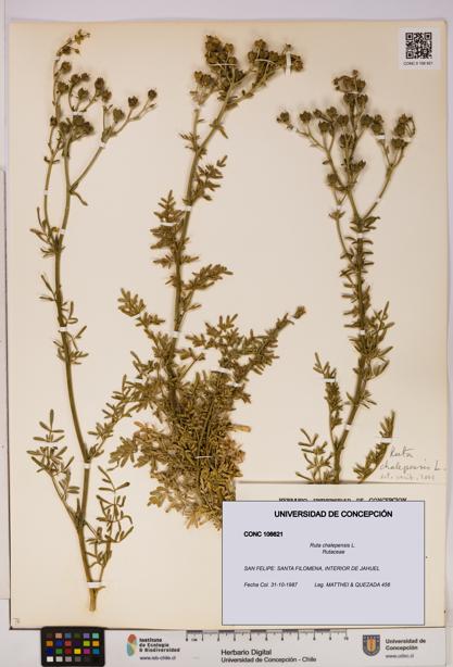 Ruta chalepensis [Espécimen: UDEC:CONC:0106621]