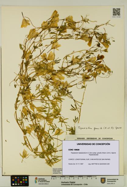 Tropaeolum leptophyllum subsp. gracile [Espécimen: UDEC:CONC:0106626]