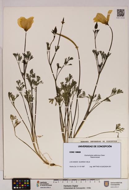 Eschscholzia californica [Espécimen: UDEC:CONC:0106628]
