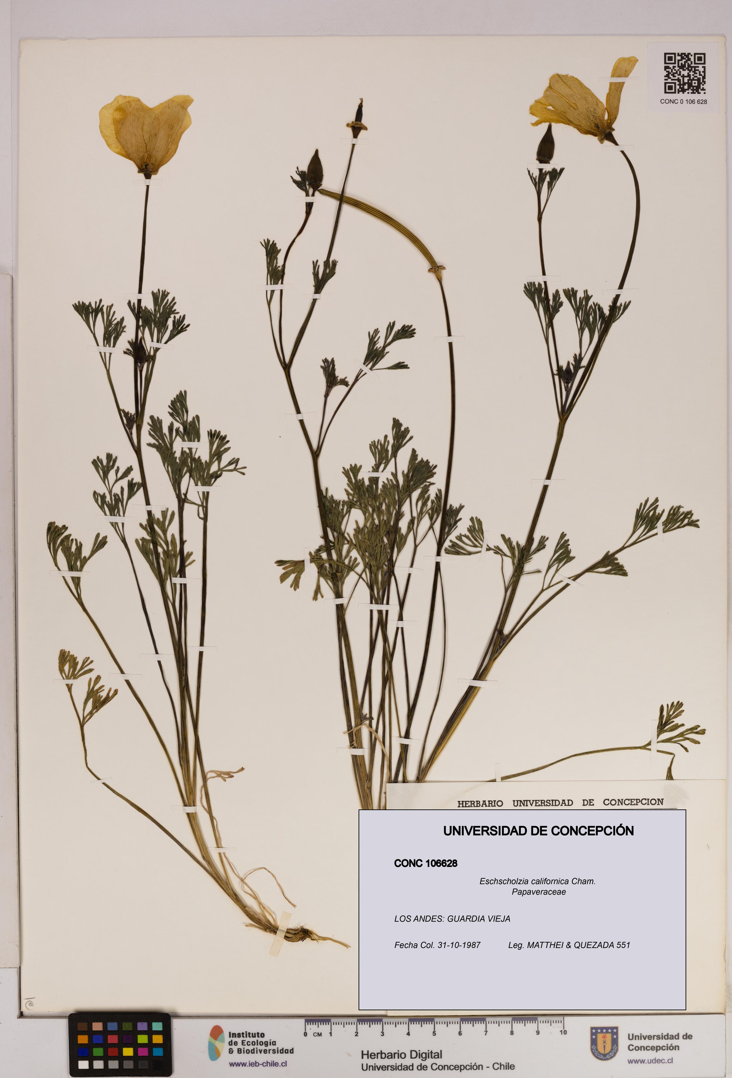 Eschscholzia californica [Espécimen: UDEC:CONC:0106628]