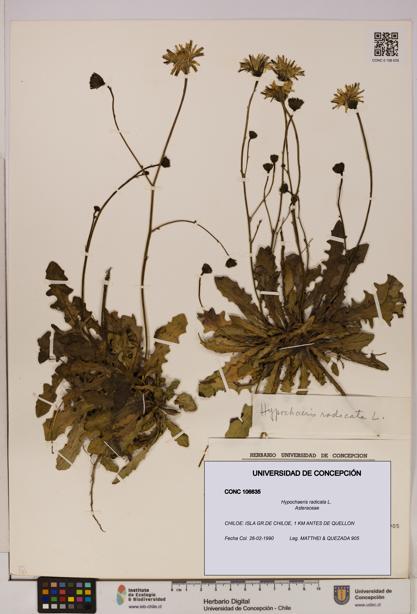 Hypochaeris radicata [Espécimen: UDEC:CONC:0106635]