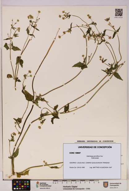 Galinsoga parviflora [Espécimen: UDEC:CONC:0106637]