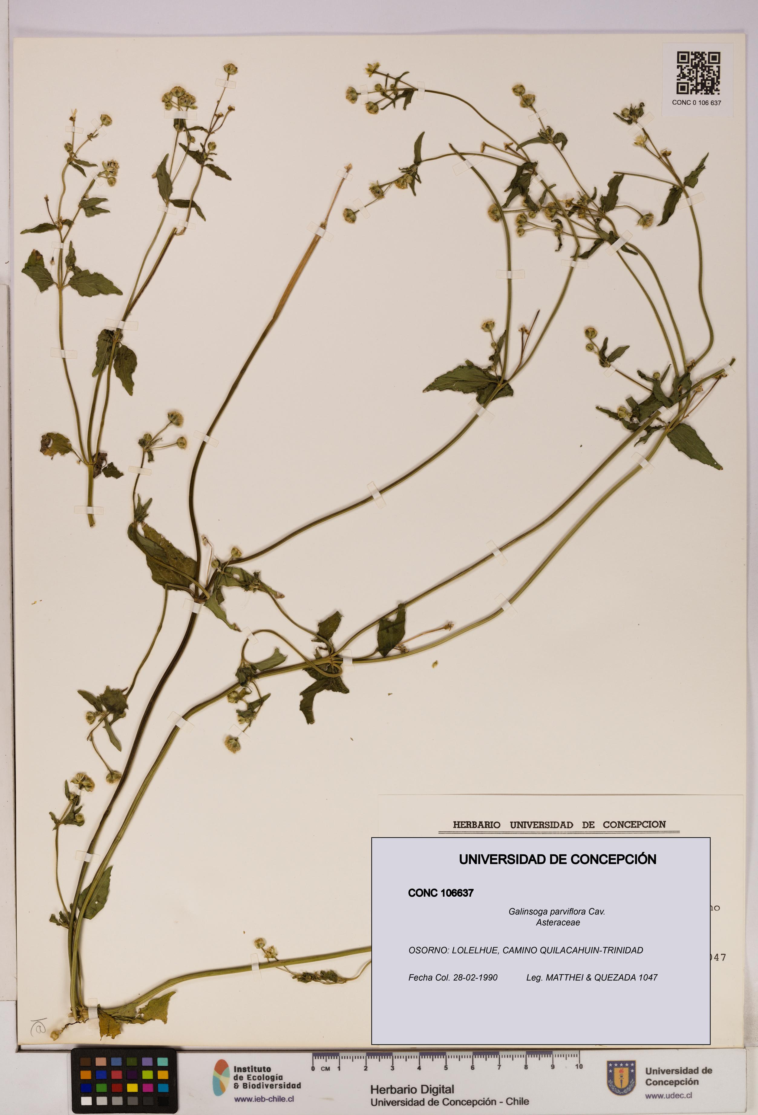 Galinsoga parviflora [Espécimen: UDEC:CONC:0106637]