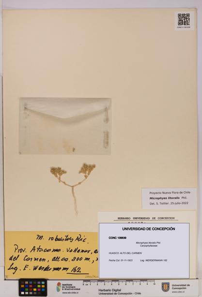 Microphyes litoralis [Espécimen: UDEC:CONC:0106639]