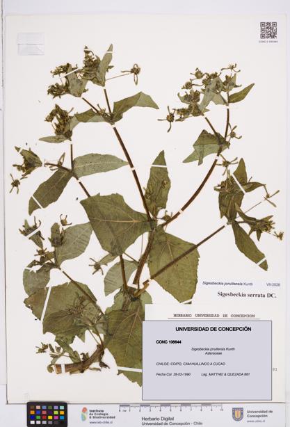 Sigesbeckia jorullensis [Espécimen: ]