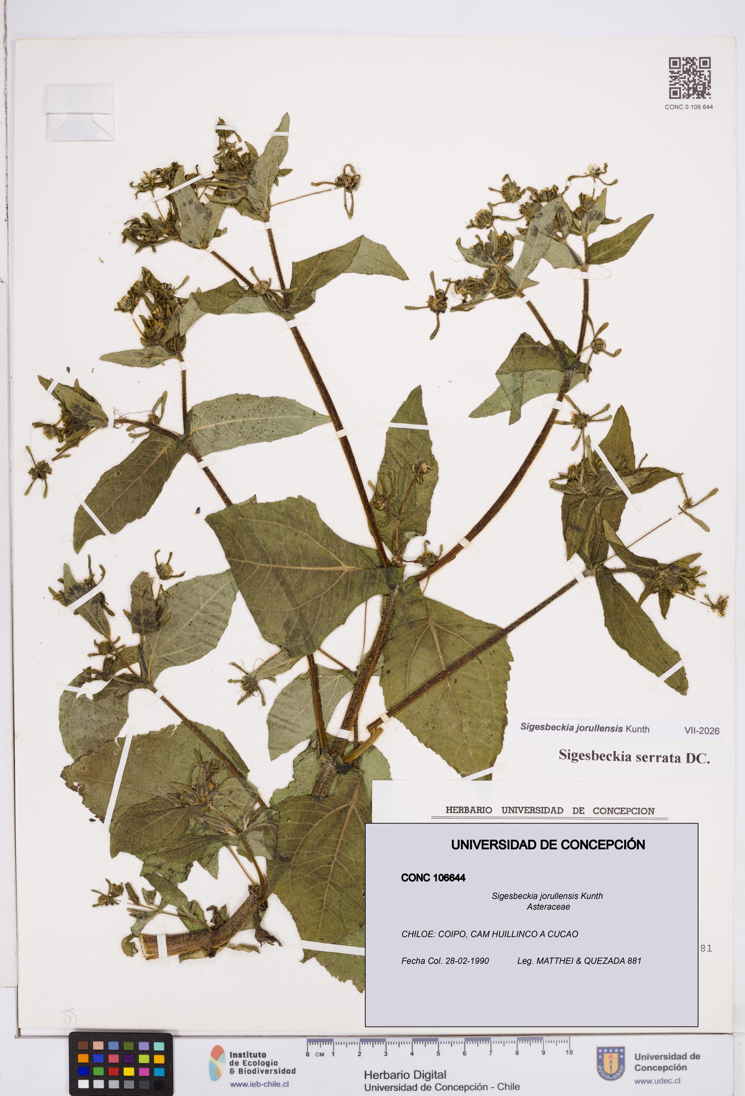 Sigesbeckia jorullensis [Espécimen: ]