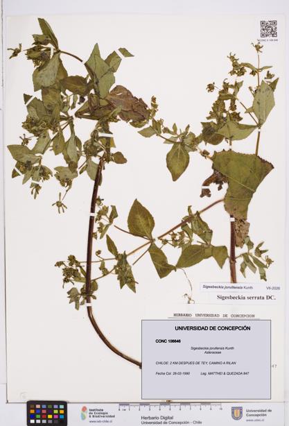 Sigesbeckia jorullensis [Espécimen: ]
