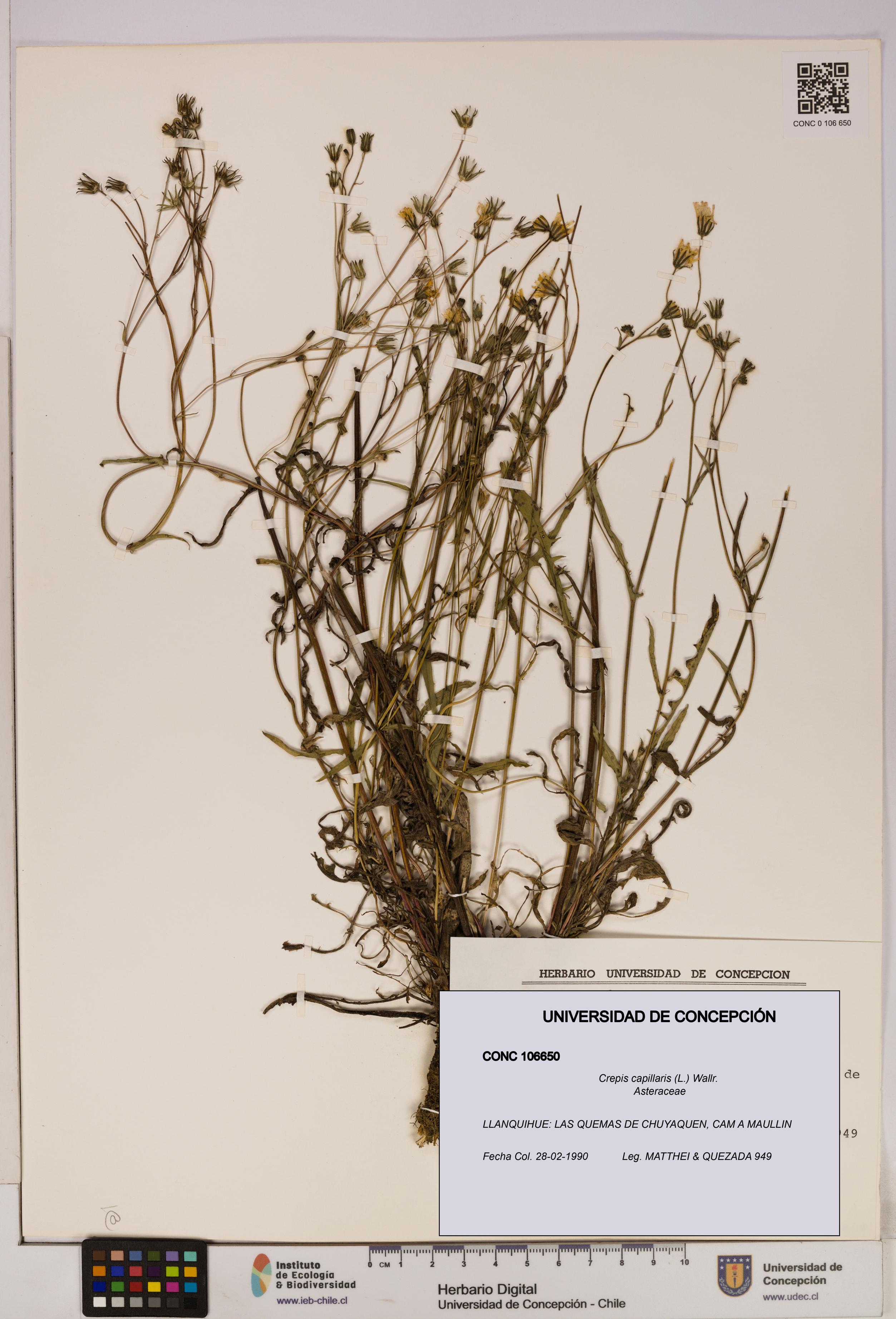 Crepis capillaris [Espécimen: UDEC:CONC:0106650]
