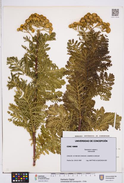Tanacetum vulgare [Espécimen: ]