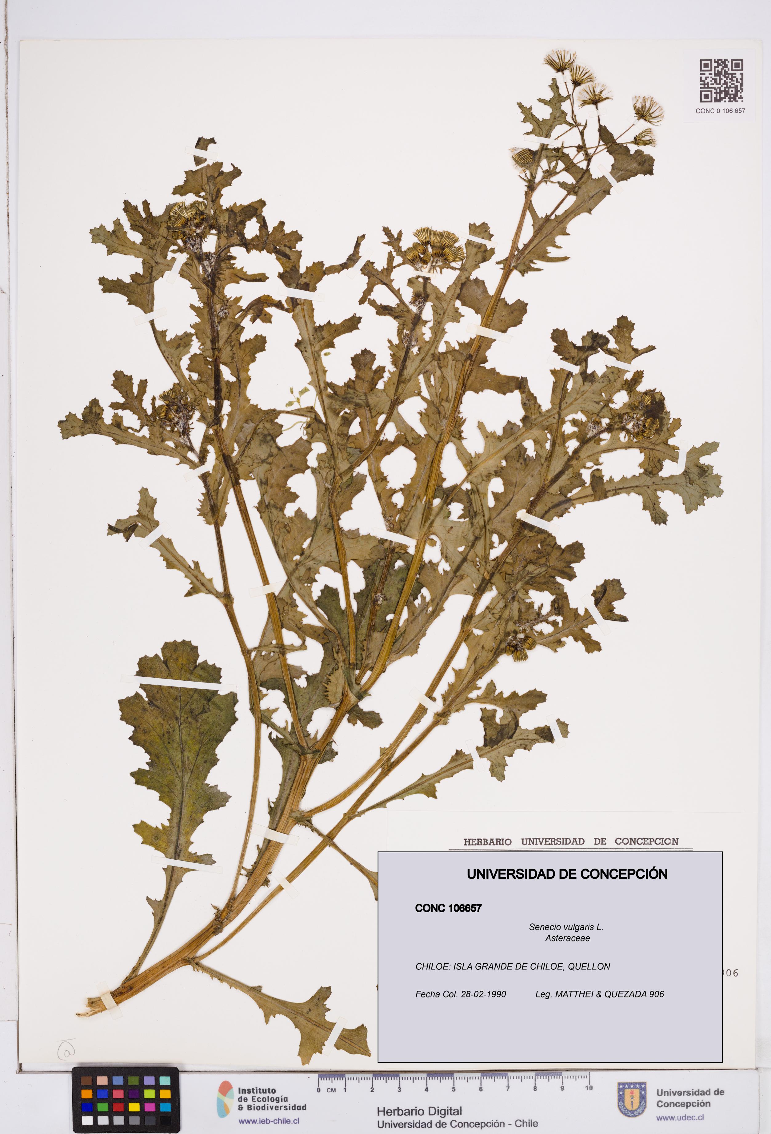 Senecio vulgaris [Espécimen: ]