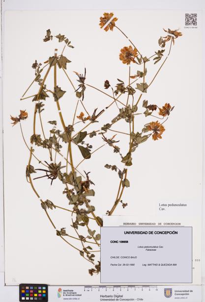 Lotus pedunculatus [Espécimen: ]