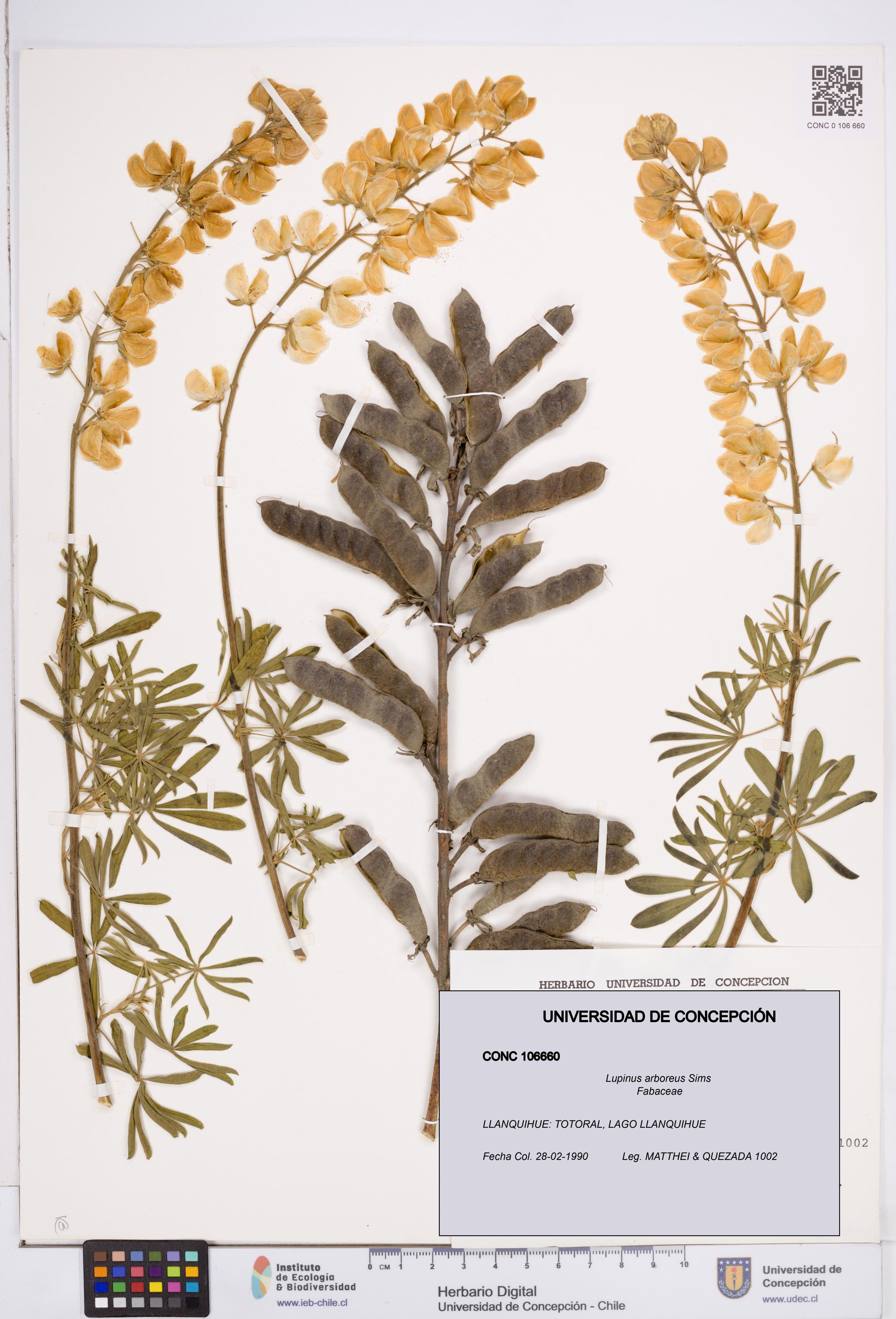 Lupinus arboreus [Espécimen: ]
