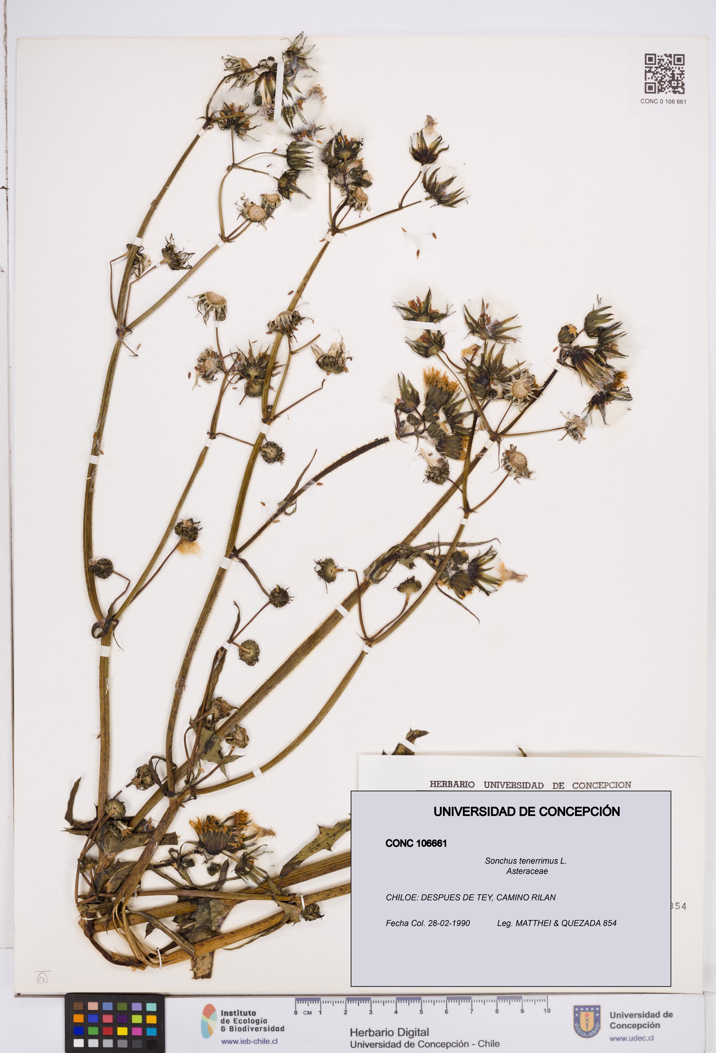 Sonchus tenerrimus [Espécimen: ]